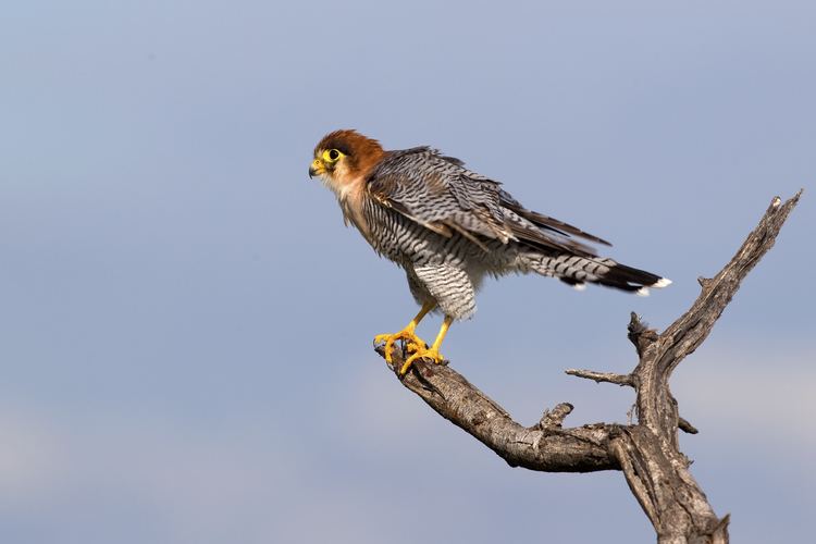 Red-necked falcon Rednecked falcon Wikiwand