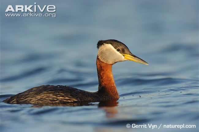 Red-necked grebe Rednecked grebe videos photos and facts Podiceps grisegena ARKive