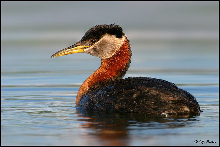 Red-necked grebe Rednecked Grebe Page