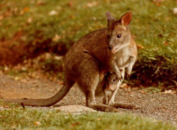 Red-necked pademelon Rednecked Pademelon Thylogale thetis
