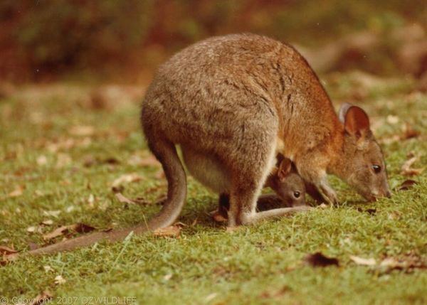 Red-necked pademelon Rednecked Pademelon Thylogale thetis
