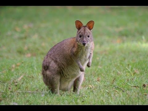 Red-necked pademelon Rednecked Pademelon Thylogale thetis YouTube