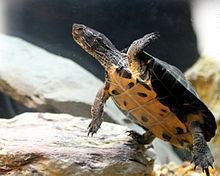 Red-necked pond turtle httpsuploadwikimediaorgwikipediacommonsthu