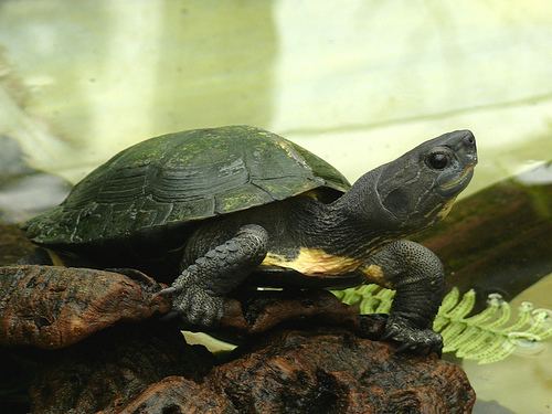 Red-necked pond turtle Chinemys nigricans Chinesische RothalsSchildkrte Rednecked