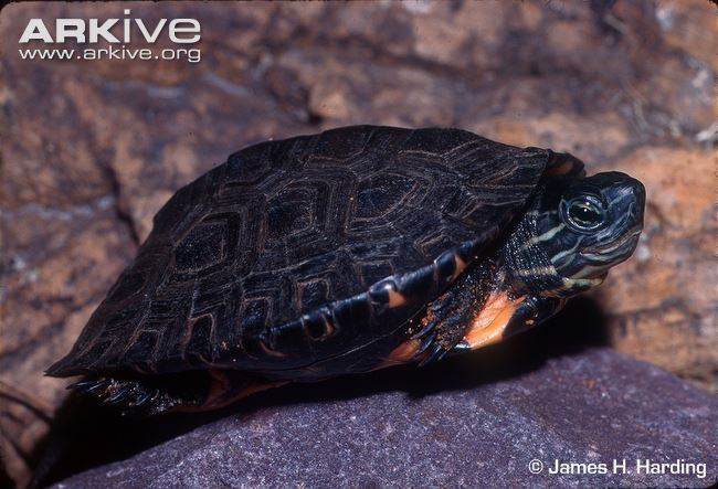 Red-necked pond turtle Rednecked pond turtle videos photos and facts Mauremys nigricans