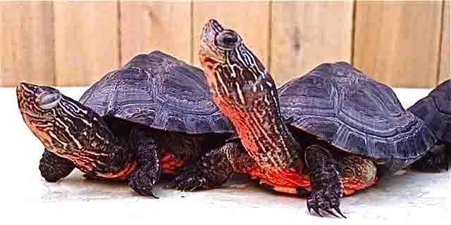 Red-necked pond turtle Tortoise and Freshwater Turtle Specialist Group