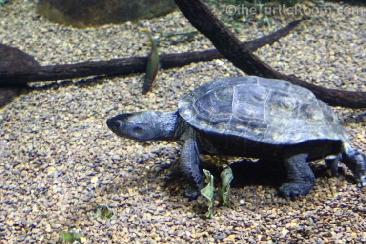 Red-necked pond turtle Mauremys nigricans Gallery theTurtleRoomtheTurtleRoom