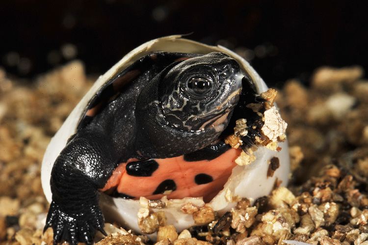 Red-necked pond turtle Hatching bigheaded Chinese Rednecked Pond Turtle TURTLE ISLAND