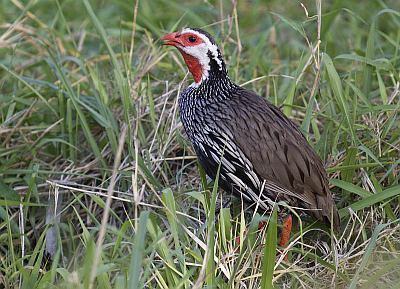 Red-necked spurfowl Surfbirds Online Photo Gallery Search Results