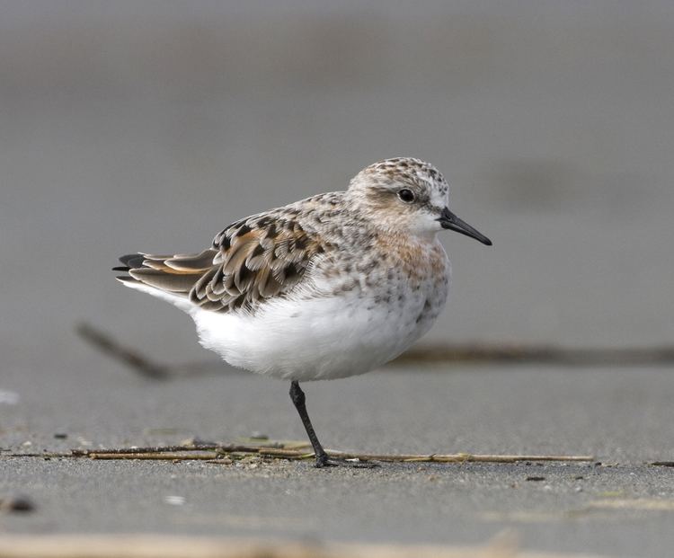 Red-necked stint Rednecked stint New Zealand Birds Online