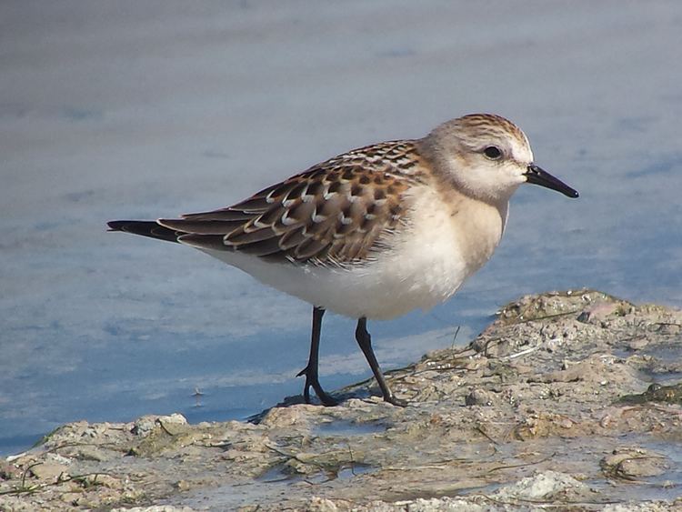 Red-necked stint Juvenile Rednecked Stint Birding Frontiers