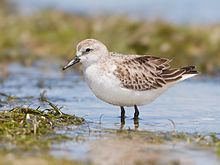 Red-necked stint httpsuploadwikimediaorgwikipediacommonsthu