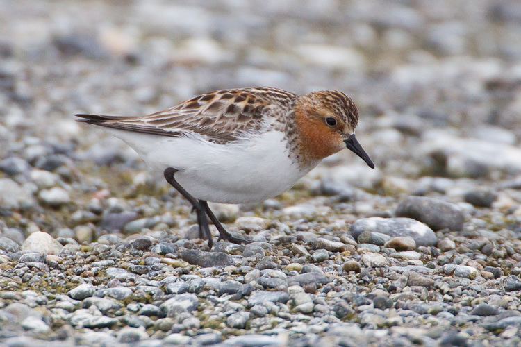 Red-necked stint Rednecked Stint Calidris ruficollis