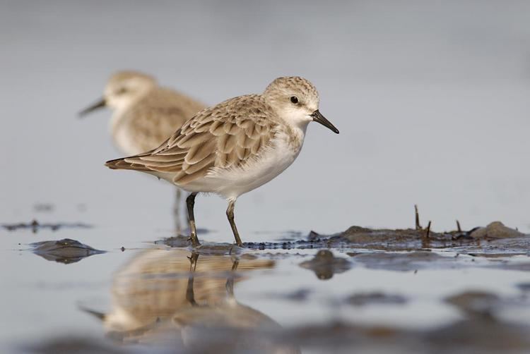 Red-necked stint Rednecked stint New Zealand Birds Online