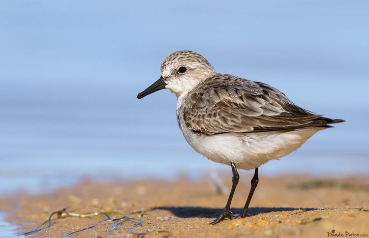 Red-necked stint Rednecked Stint Australian Bird Photography Bird Photos of