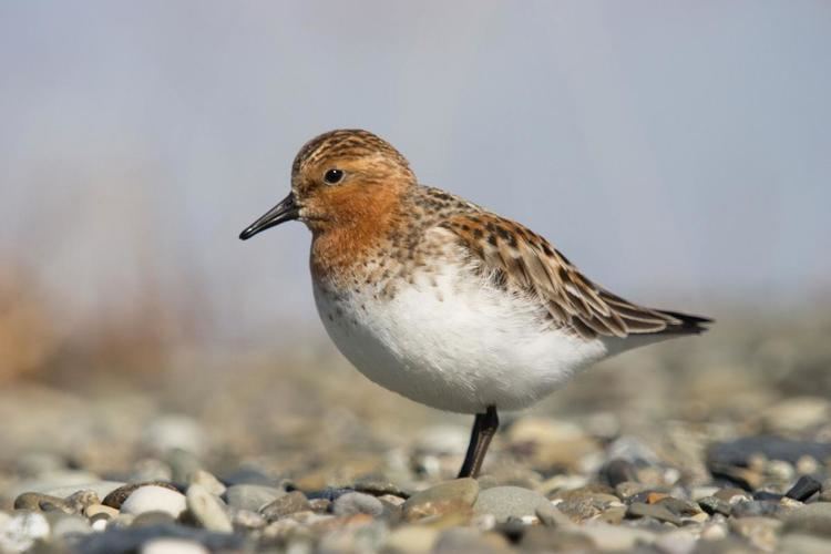 Red-necked stint Rednecked stint New Zealand Birds Online