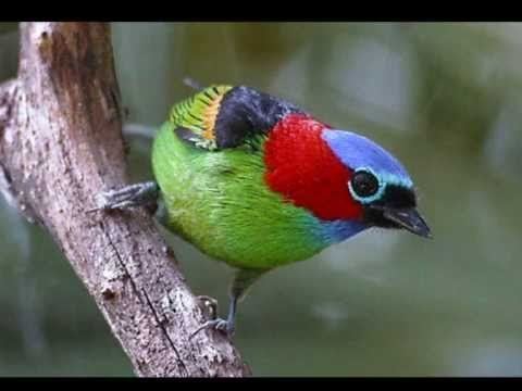 Red-necked tanager Rednecked Tanager Tangara cyanocephala YouTube