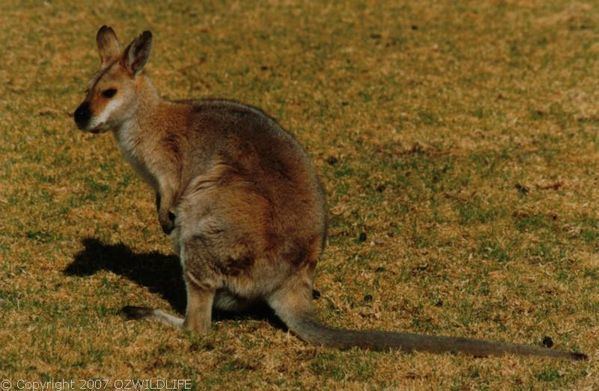 Red-necked wallaby Rednecked Wallaby Macropus rufogriseus