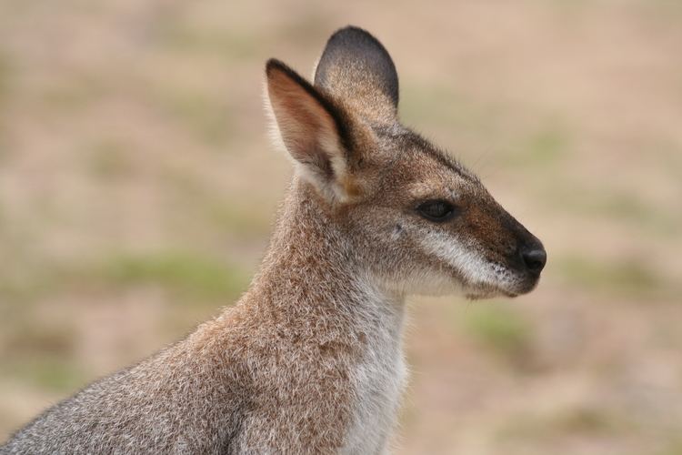 Red-necked wallaby FileRednecked Wallaby head shouldersjpg Wikimedia Commons