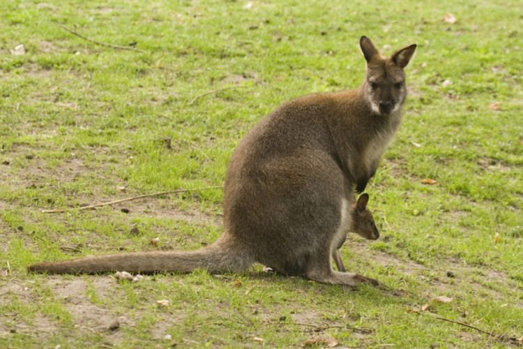 Red-necked wallaby Rednecked wallaby Peoples Trust for Endangered SpeciesPeoples