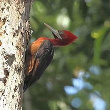 Red-necked woodpecker httpsuploadwikimediaorgwikipediacommonsthu