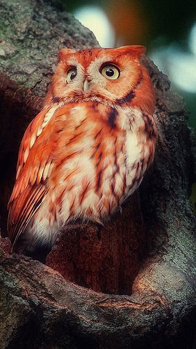 Red owl Madagascar Red Owl Pictures Photos and Images for Facebook Tumblr