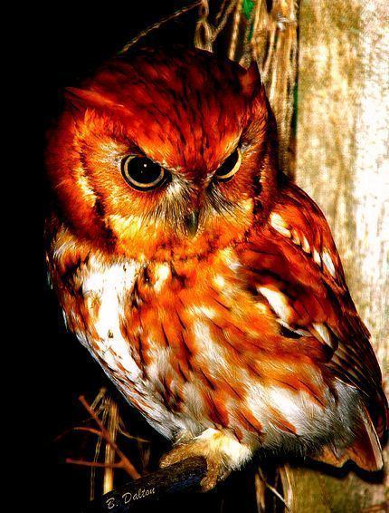 Red owl Red Owl It is also known as the Madagascar Red Owl Madagascar