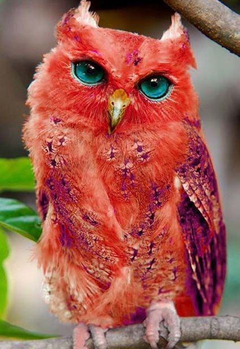 Red owl Very Rare Red Owl Madagascar Beautiful and Look at