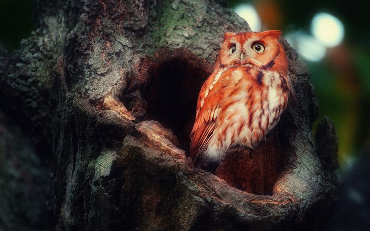 Red owl 1000 images about Red Owl on Pinterest Wiccan Birds of prey and Nice