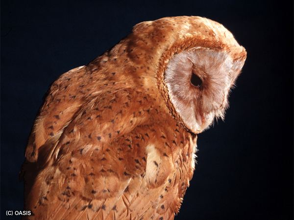 Red owl httpswwwkonicaminoltacomkidsendangeredanim