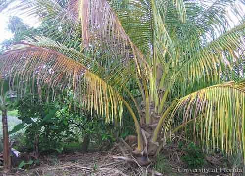 Red palm mite Mites Acari Screening Aid to Palm Pests