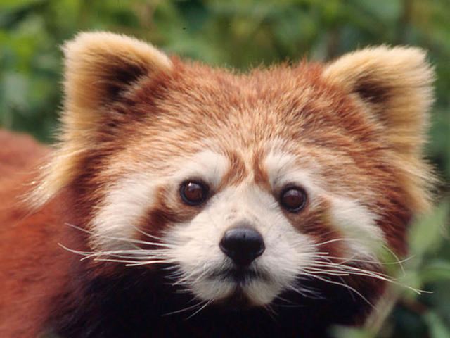 Red panda Red Panda Species WWF