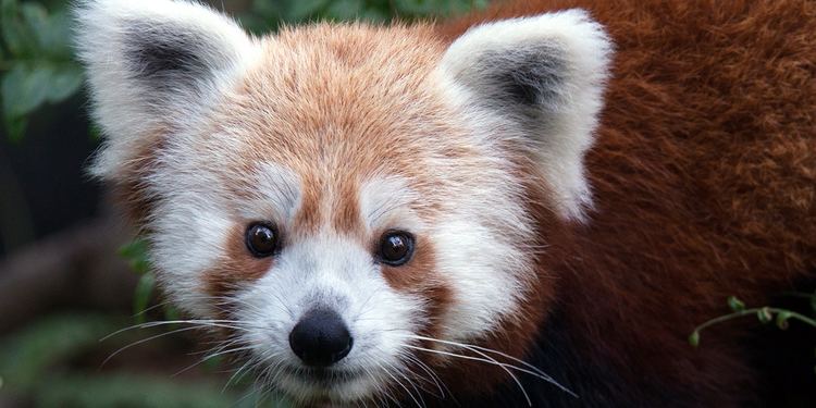 Red panda Red panda Smithsonian39s National Zoo