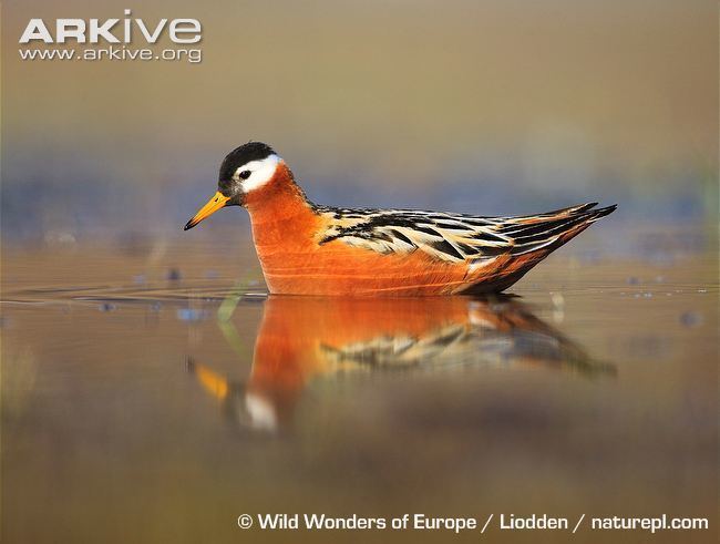 Red phalarope Red phalarope photo Phalaropus fulicarius G97545 ARKive