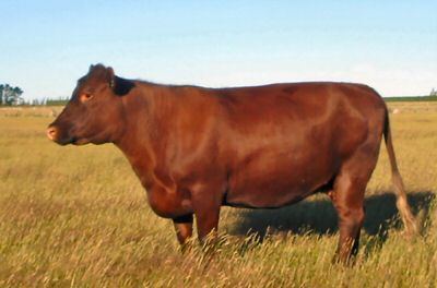 Red Poll RED POLL CATTLE