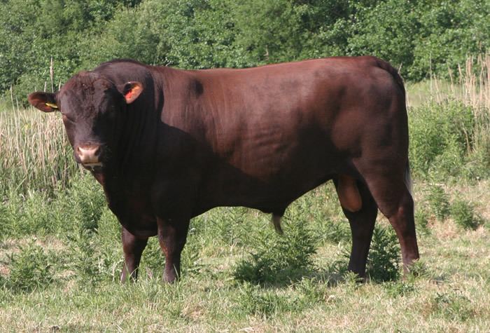 Red Poll Red poll cattle and beef for sale ESA land Norfolk Heckingham Hall