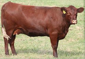 Red Poll Breeds Red Poll The Dairy Site