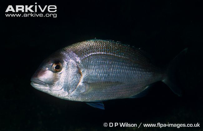 Red porgy Red porgy videos photos and facts Pagrus pagrus ARKive