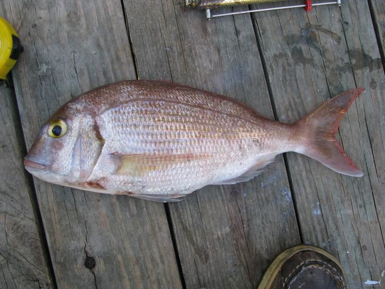 Red porgy Porgy Pink Snapper Seafoodscom