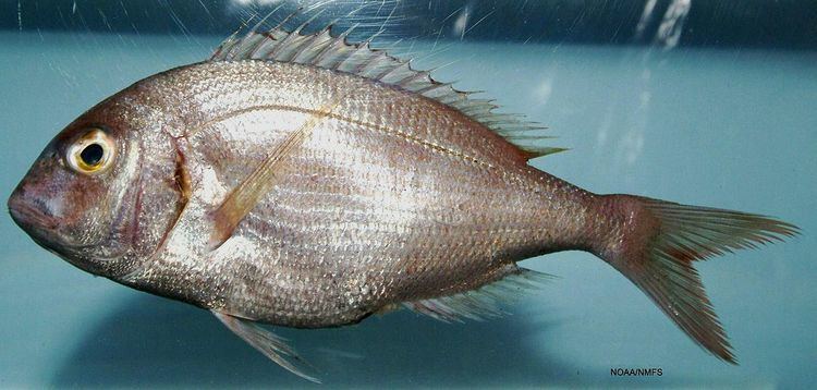 Red porgy Red porgy Wikipedia