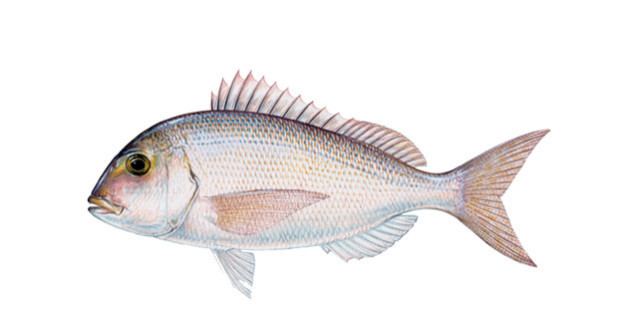 Red porgy Florida Sport Fishing Journal Online Television