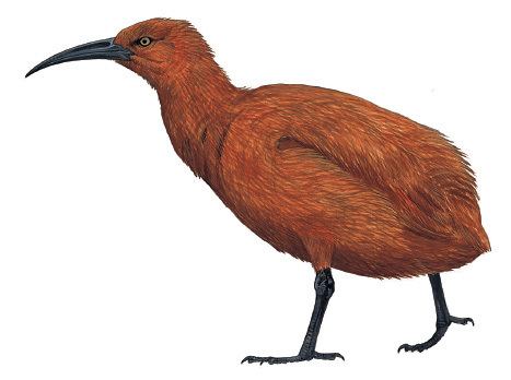 Red rail Mauritian Red Rail Aphanapteryx bonasia Planet of Birds