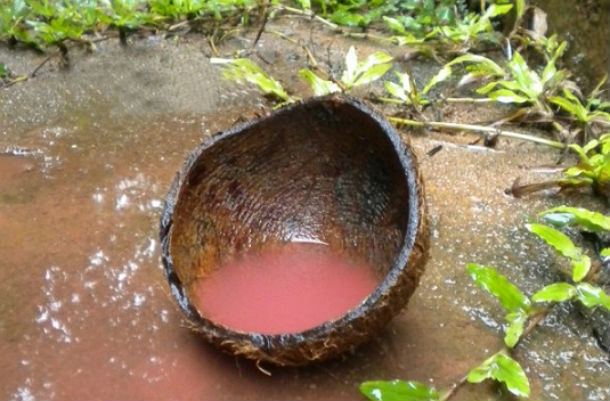 Red rain in Kerala Sri Lanka red rain mystery solved