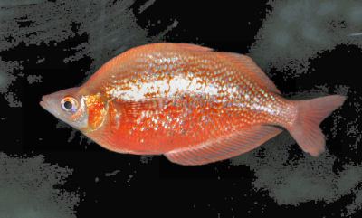 Red rainbowfish Red Rainbowfish Glossolepis incisus Salmon Red Rainbowfish