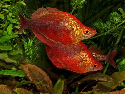 Red rainbowfish wwwtfhmagazinecomassets01143494400whjpg