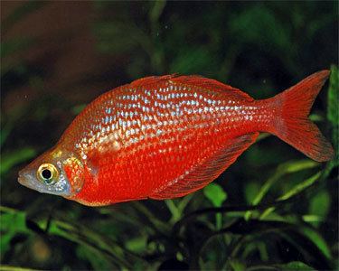 Red rainbowfish Red Rainbowfish Aquarium Hobbyist Social Networking Community