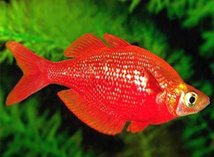 Red rainbowfish Red Rainbowfish Glossolepis Incisus Tropical Fish Keeping