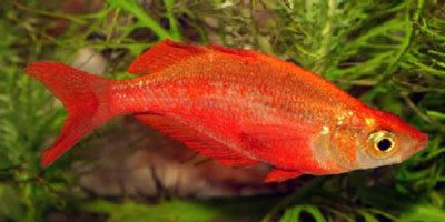 Red rainbowfish Red Rainbowfish Glossolepis incisus