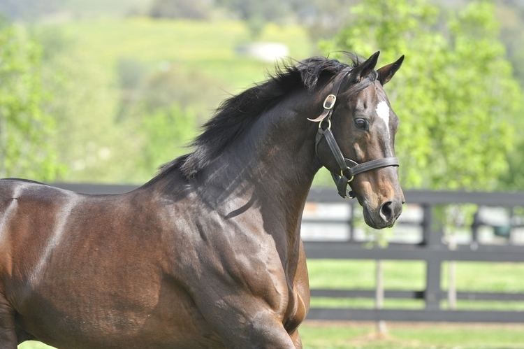 Red Ransom RED RANSOM CLOSES IN ON 100 SW Vinery Stud
