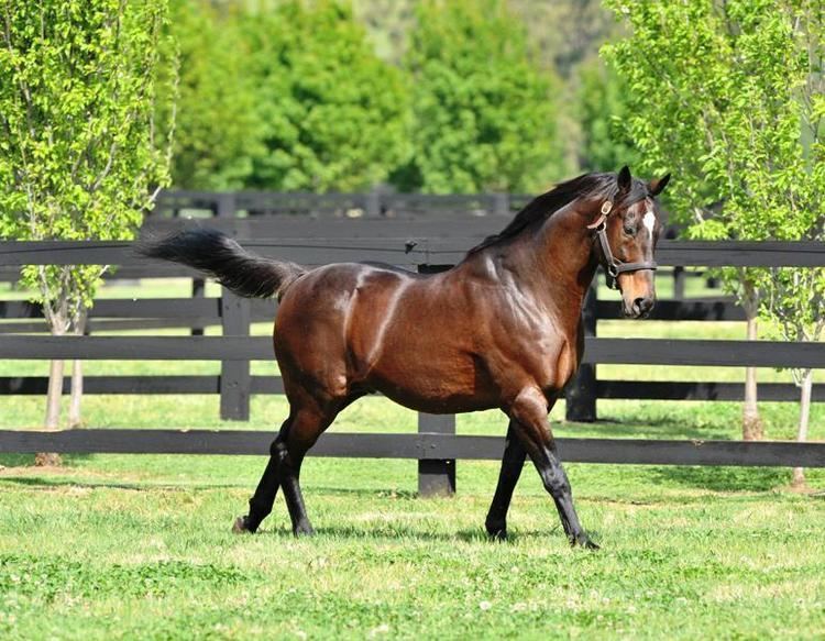 Red Ransom RED RANSOM39S INFLUENCE CONTINES Vinery Stud